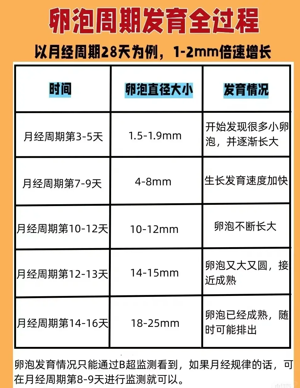 成熟卵泡的特征与孕育秘诀：助孕优化指南