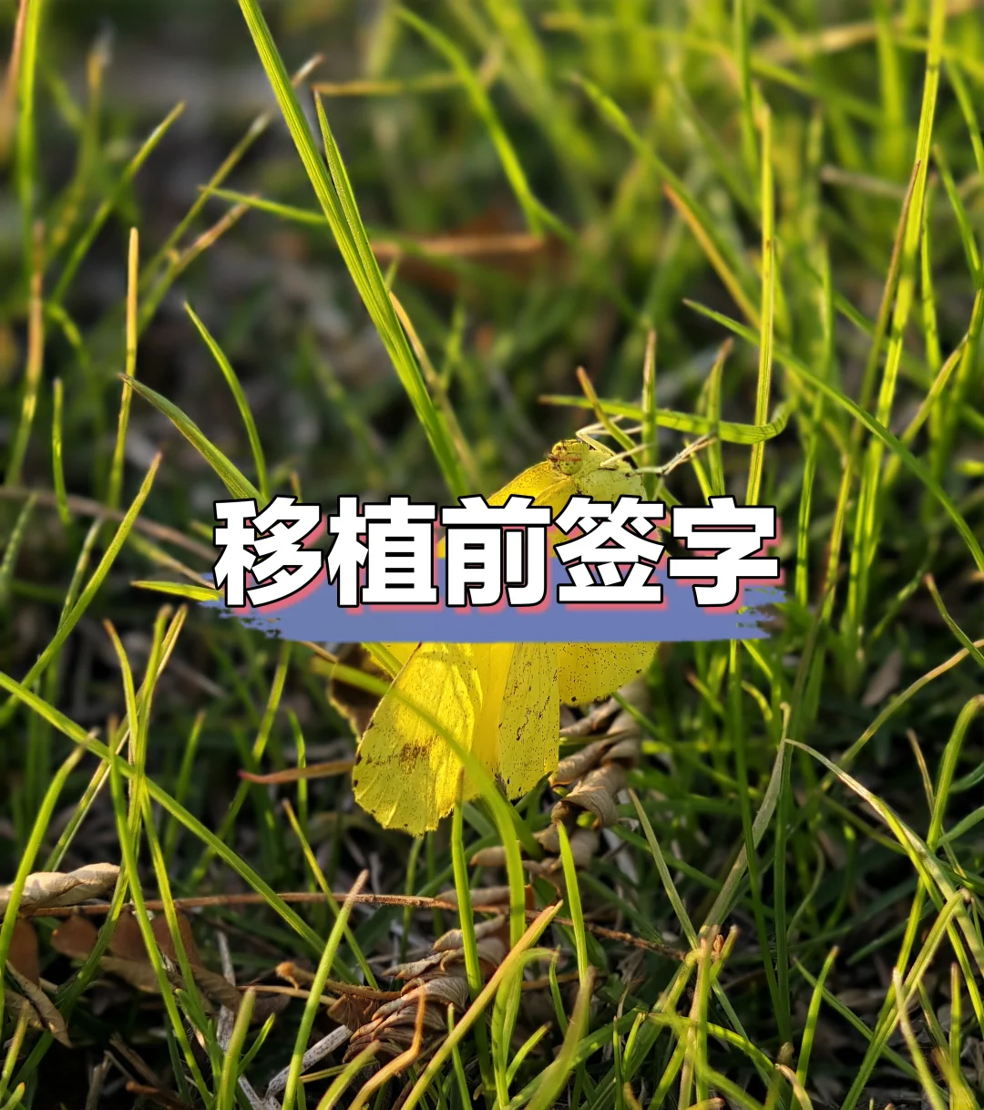 移植前签字啦,代孕详细流程
